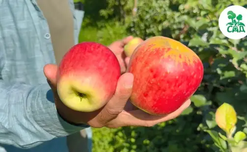 Превью видео