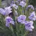 Ирис ИМПЕРИАЛ ОПАЛ сибирский в Светлогорске