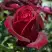 Роза ПАПА МЕЙЯН чайно-гибридная в Светлогорске