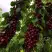 Черешня ХЕЛЕНА колоновидная в Светлогорске