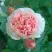 Роза ФИЛИНГ чайно-гибридная в Светлогорске