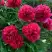 Пион БЕЛГРАВИЯ травянистый в Светлогорске