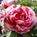 Пион РЕД ВИЗ ПИНК древовидный в Светлогорске