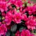 Азалия КАНЗОНЕТТА японская в Светлогорске