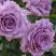 Роза ЛАВ СОНГ флорибунда в Светлогорске