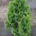 Туя ЗМАТЛИК западная в Светлогорске