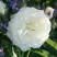 Роза АЛАБАСТЕР флорибунда в Светлогорске
