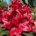 Рододендрон МАТАДОР в Светлогорске