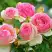 Роза ПЬЕР ДЕ РОНСАР плетистая в Светлогорске