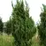 Можжевельник КАЙЗУКА китайский в Светлогорске