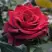 Роза ЭКСПЛОРЕР чайно-гибридная в Светлогорске