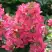 Гортензия МЕГА МИНДИ метельчатая в Светлогорске