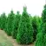 Туя СПИРАЛИС западная в Светлогорске