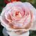 Роза АНДРЕ ЛЕ НОТР чайно-гибридная в Светлогорске