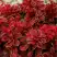 Барбарис РЕД ХОТ ЧИЛИ тунберга в Светлогорске
