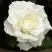 Роза МОНДИАЛЬ чайно-гибридная в Светлогорске