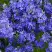 Вероника РОЯЛ БЛЮ большая в Светлогорске