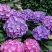 Гортензия ГАМБУРГ крупнолистная в Светлогорске