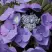 Гортензия БЛАУМАЙС (БЛАУМАЙЗЕ) крупнолистная в Светлогорске