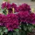 Рододендрон КАЛИ в Светлогорске