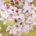 Сакура КОЙО НО МАЙ в Светлогорске