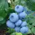 Голубика ТОРО в Светлогорске