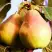 Груша СЛАДКАЯ ИЗ МЛИЕВА в Светлогорске