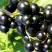 Смородина чёрная ДЕЛИКАТЕСНАЯ в Светлогорске