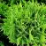 Туя ДАНИКА западная в Светлогорске