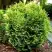 Туя ВОТЕРФИЛД западная в Светлогорске