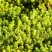 Очиток (седум) ЙЕЛЛОУ КВИН едкий в Светлогорске