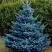Ель МАДЖЕСТИК БЛЮ колючая в Светлогорске