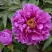 Пион ЛИЛОВАЯ ФАНТАЗИЯ древовидный в Светлогорске