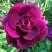 Роза БУРГУНДИ АЙС флорибунда в Светлогорске