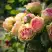Роза ПИТАХАЙЯ чайно-гибридная в Светлогорске