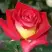 Роза ФРЕНДШИП чайно-гибридная в Светлогорске