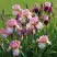 Ирис БЛАШИНГ ПИНК бородатый в Светлогорске