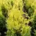 Туя ГОЛДЕН БРАБАНТ западная в Светлогорске