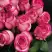 Роза КАРУСЕЛЬ чайно-гибридная в Светлогорске