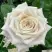 Роза МЕНТА чайно-гибридная в Светлогорске