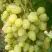Виноград ЗАРНИЦА в Светлогорске
