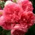 Роза РОЗАРИУМ ЮТЕРСОН плетистая в Светлогорске