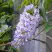 Глициния макростахия БЛЮ МУН в Светлогорске