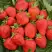 Клубника САН АНДРЕАС ремонтантная в Светлогорске