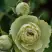Роза ГРИН ДАЙМОНД миниатюрная в Светлогорске