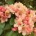 Рододендрон ФЛАУТАНДО в Светлогорске