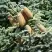 Пихта благородная в Светлогорске