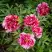 Пион РЕД ВИЗ ПИНК древовидный в Светлогорске