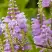 Физостегия РОЗЕЯ виргинская в Светлогорске