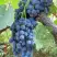 Виноград ВЕНУС в Светлогорске